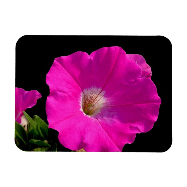 pink petunia flower magnet (Horizontal)