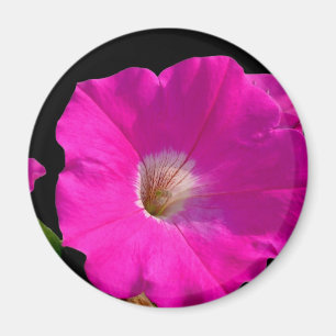 pink petunia flower magnet