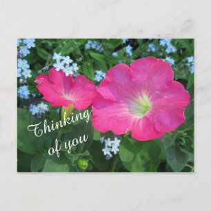 Pink Petunia Flower Photo Thinking of You Postcard