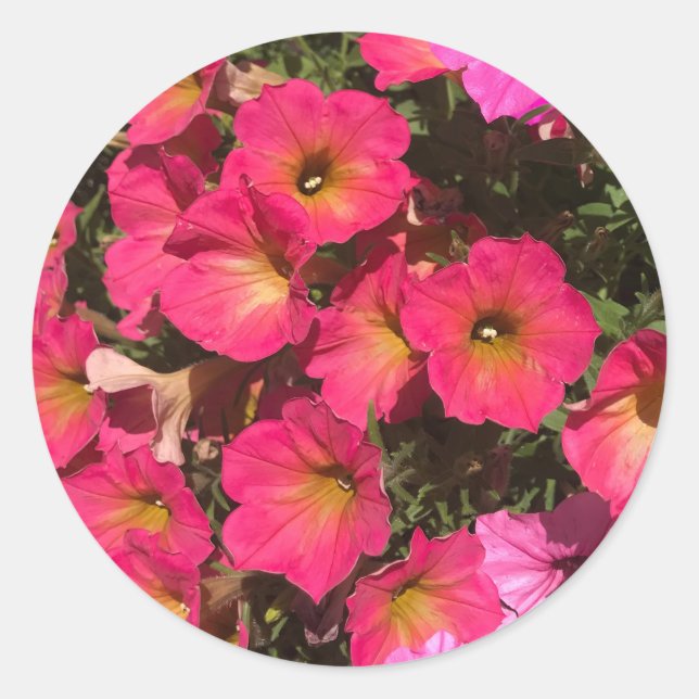 Pink Petunia Flowers Springtime Classic Round Sticker (Front)