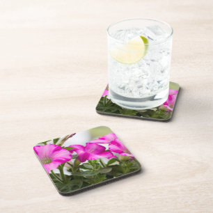 Pink Petunia Passion Coaster
