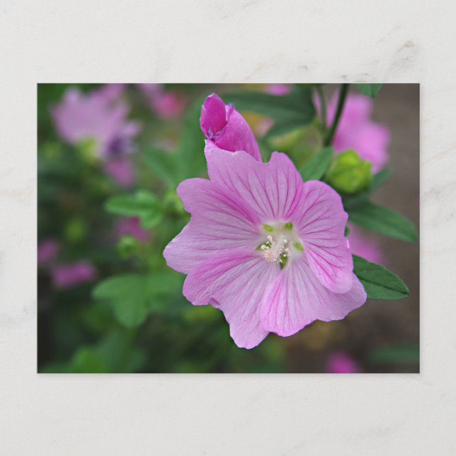 Pink Petunia Postcard (Front)
