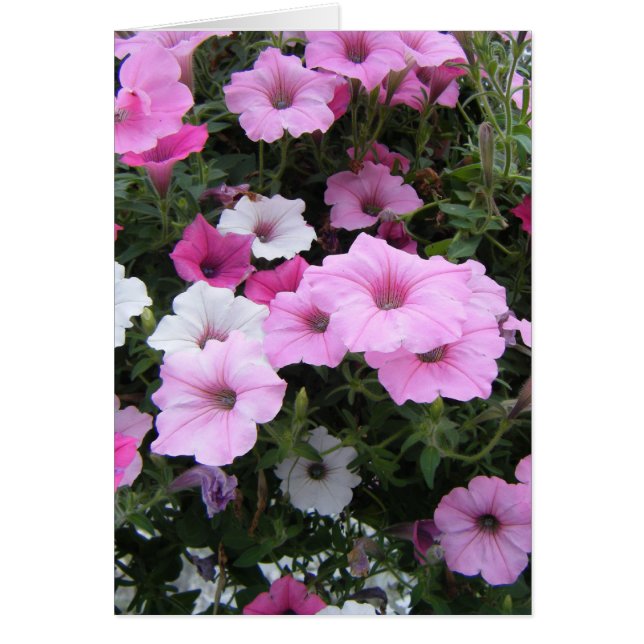 "Pink Petunias" (Front)