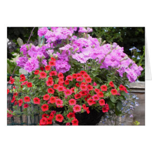 Pink Petunias and Red Million Bells