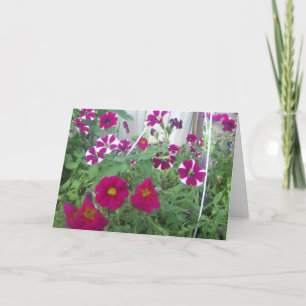 Pink Petunias Card