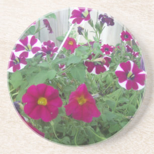 Pink Petunias Coaster