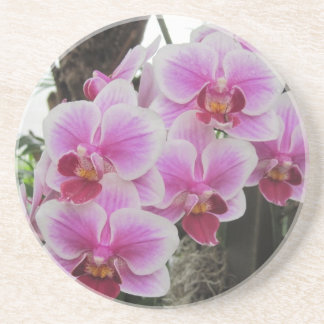 Pink Phalaenopsis Orchids Coaster