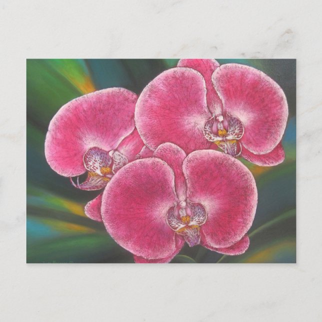 Pink Phalaenopsis Orchids Flowers Acrylic Painting Postcard (Front)