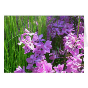 Pink Phlox and Grass Summer Floral