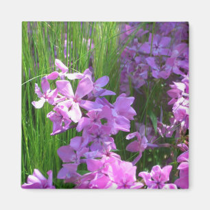 Pink Phlox and Grass Summer Floral Magnet