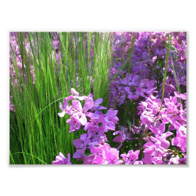 Pink Phlox and Grass Summer Floral Photo Print (Front)