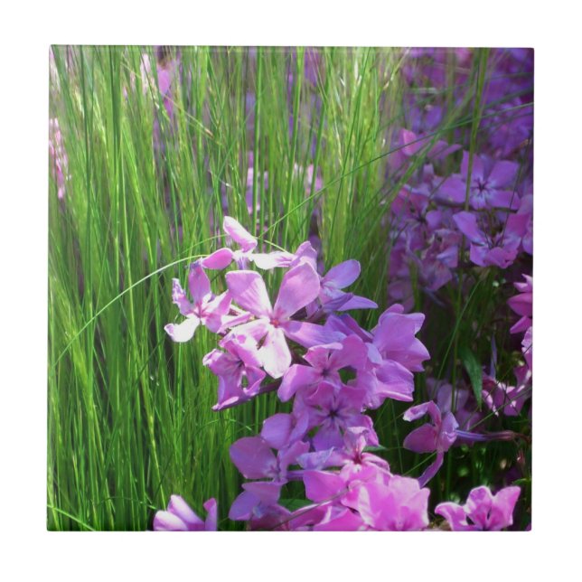 Pink Phlox and Grass Summer Floral Tile (Front)