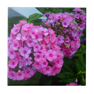 Pink Phlox Flower Tile