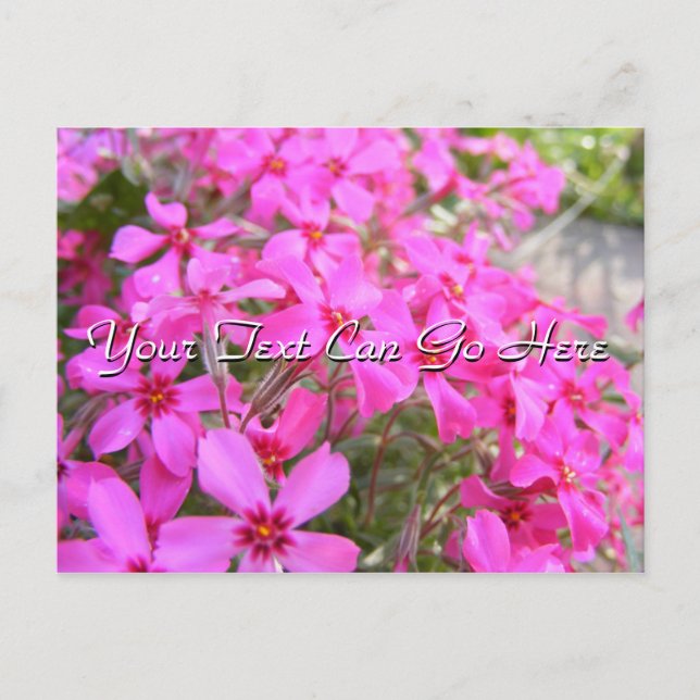 Pink Phlox Flowers Postcard (Front)