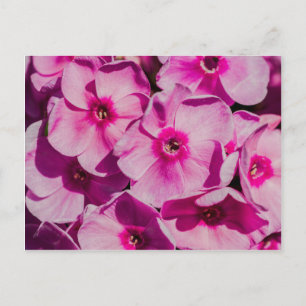 Pink phlox flowers postcard