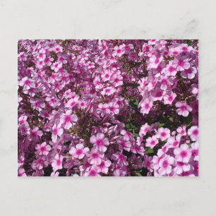 Pink Phlox Postcard