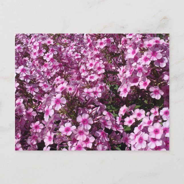 Pink Phlox Postcard (Front)