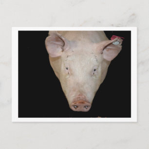 Pink pig head against black background postcard