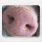 Pink Pig nose close up photograph