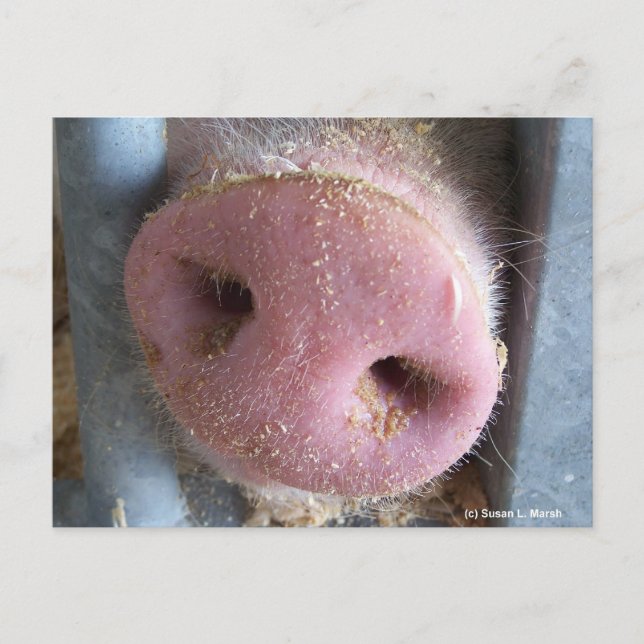 Pink Pig nose close up photograph Postcard (Front)