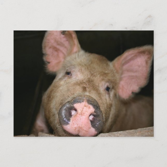 Pink Piglet Postcard (Front)