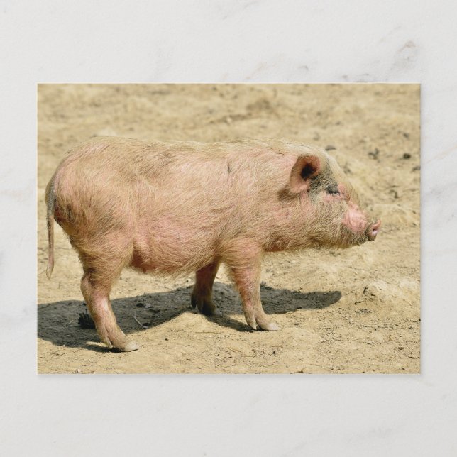 Pink piglet postcard (Front)