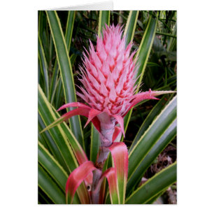 Pink Pineapple