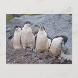 Pink Pingos Postcard