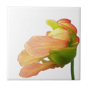 Pink Pitcher Plant Flower Ceramic Tile