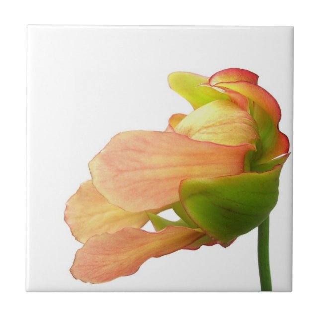Pink Pitcher Plant Flower Ceramic Tile (Front)
