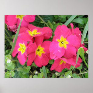 Pink Ployanthus Print