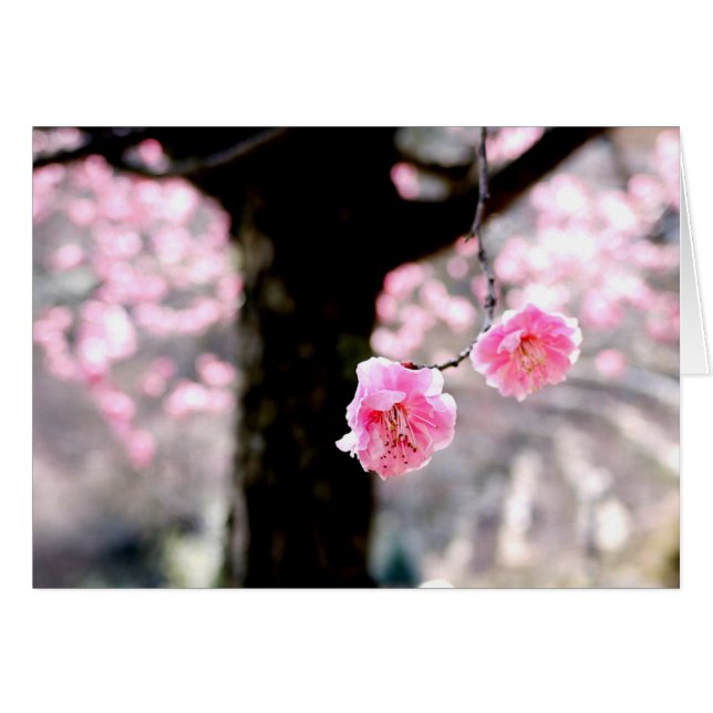Pink Plum Blossom (Front Horizontal)