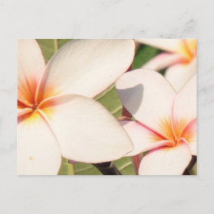 Pink Plumeria Blossoms Postcard