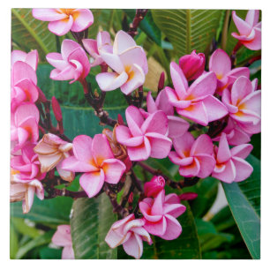 Pink Plumeria Ceramic Tile