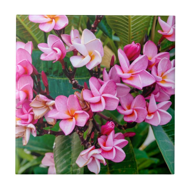 Pink Plumeria Ceramic Tile (Front)