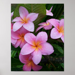 Pink Plumeria Flower Poster