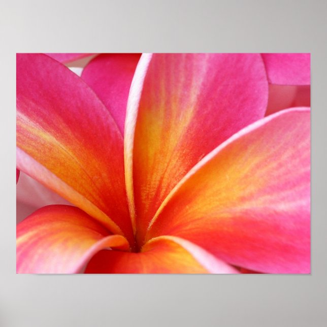 Pink Plumeria Frangipani Hawaii Flower Hawaiian Poster (Front)