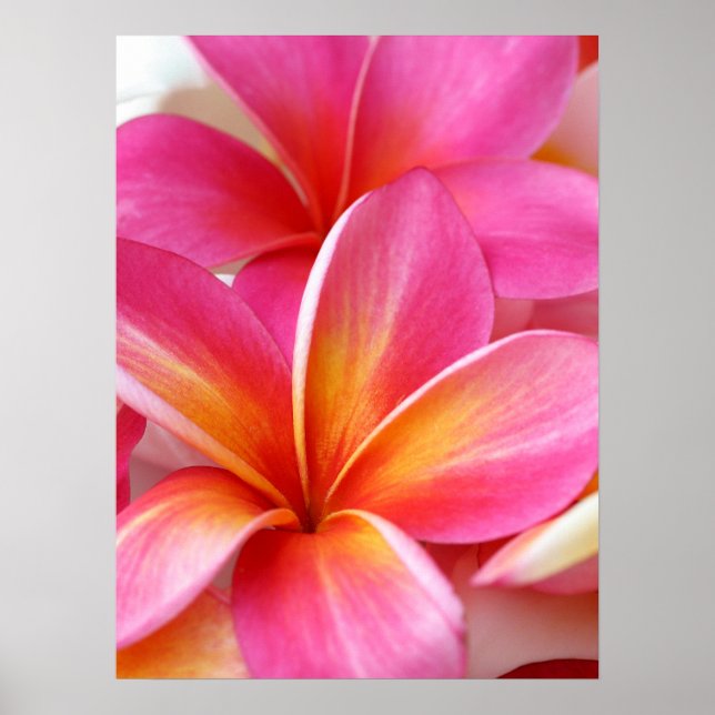 Pink Plumeria Frangipani Hawaii Flower Hawaiian Poster (Front)