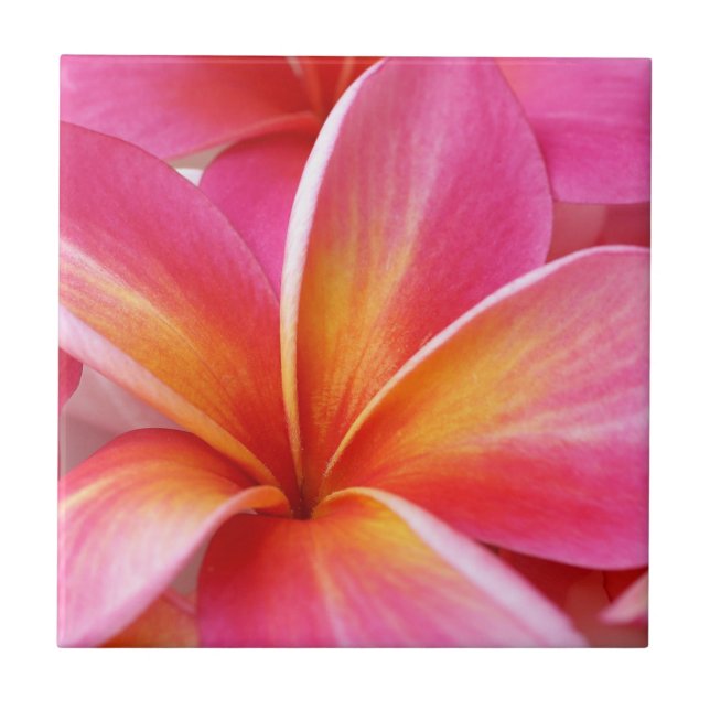 Pink Plumeria Frangipani Hawaii Flower Hawaiian Tile (Front)