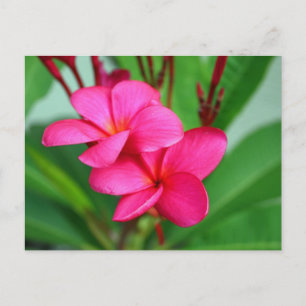 Pink Plumeria Frangipani Hawaiian Flower Postcard