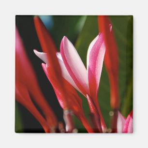 Pink Plumeria Magnet