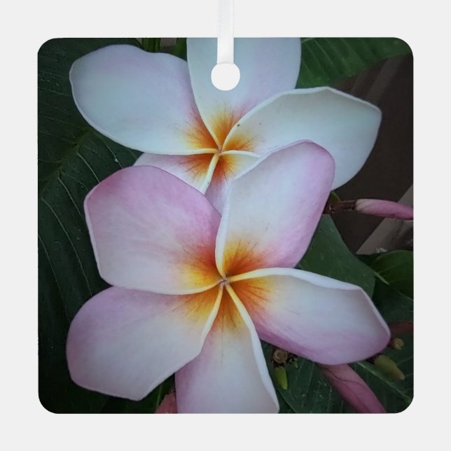 Pink Plumeria Square Ornament (Front)