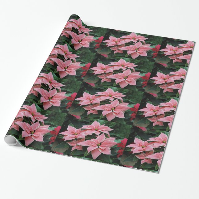 Pink Poinsettia Holiday Wrapping Paper (Unrolled)