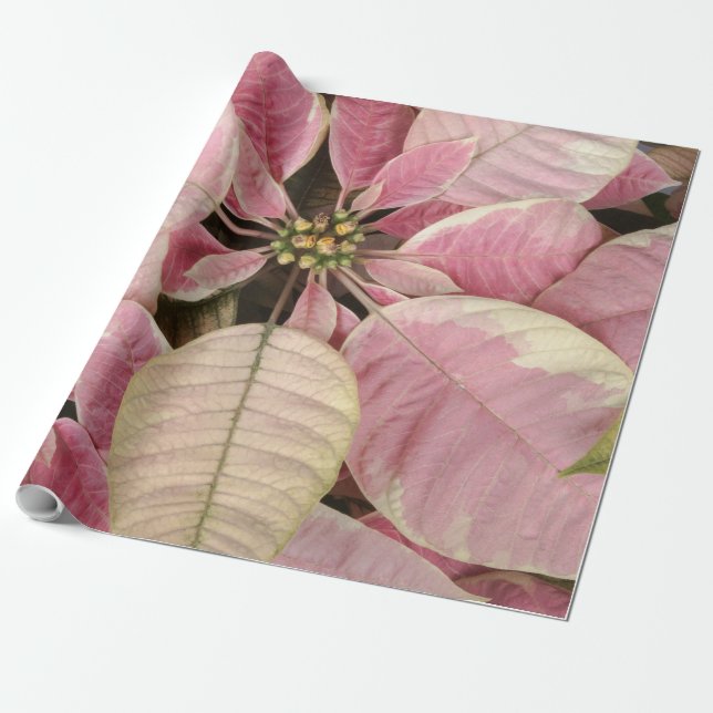 Pink Poinsettias Wrapping Paper (Unrolled)
