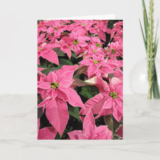 Pink Poinsietta Christmas Card