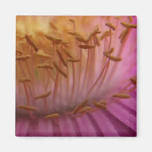 Pink Pollen Magnet