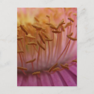 Pink Pollen Postcard