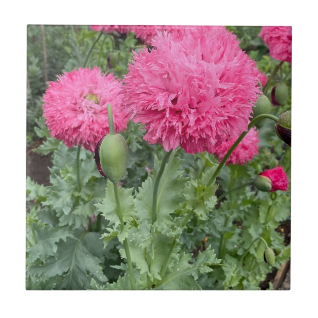 Pink Pom Pom Poppies Ceramic Tile (Front)
