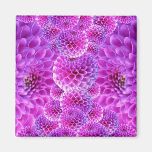 Pink PomPom Dahlia Flowers Magnet