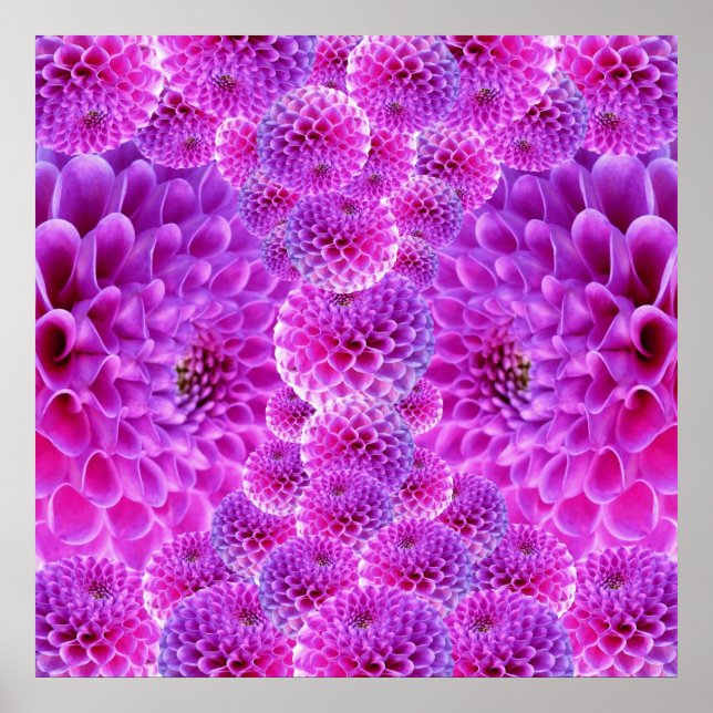 Pink PomPom Dahlia Flowers Poster (Front)